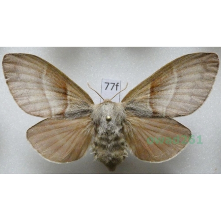 Macrothylacia rubi (Linnaeus, 1758) female Poland77f